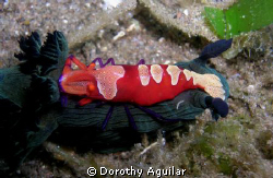 joy rider Emperor shrimp
Dauin Negros,Philippines by Dorothy Aguilar 